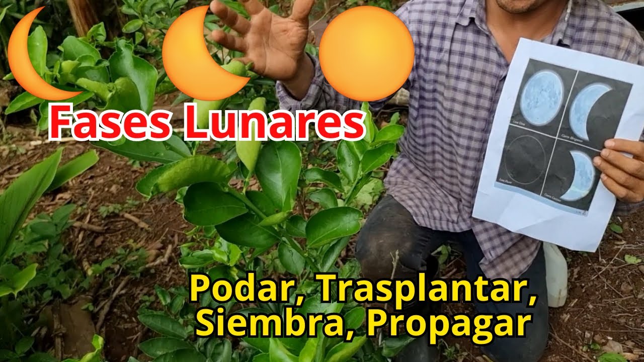 periodo durante el cual las plantas florecen