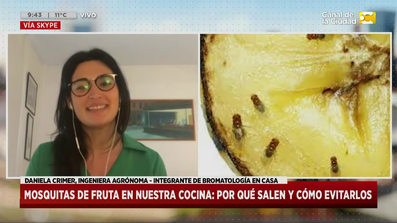 plaga de moscas de la fruta en casa