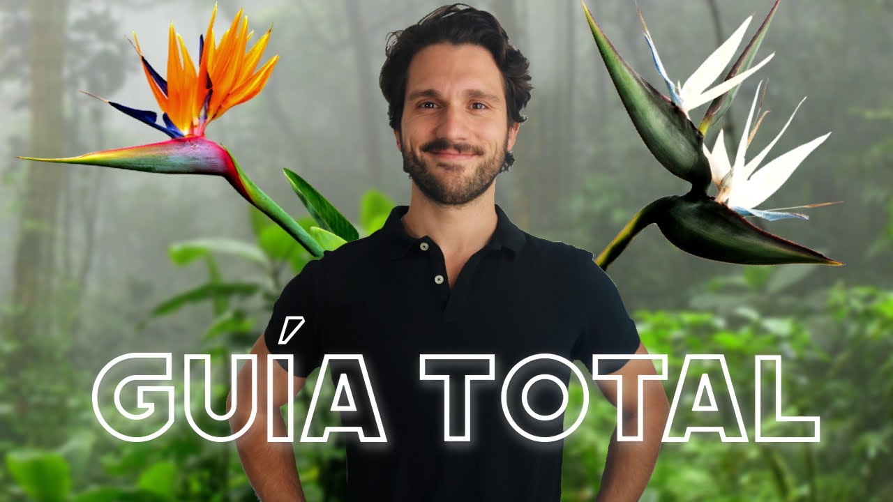 planta ave del paraiso en maceta