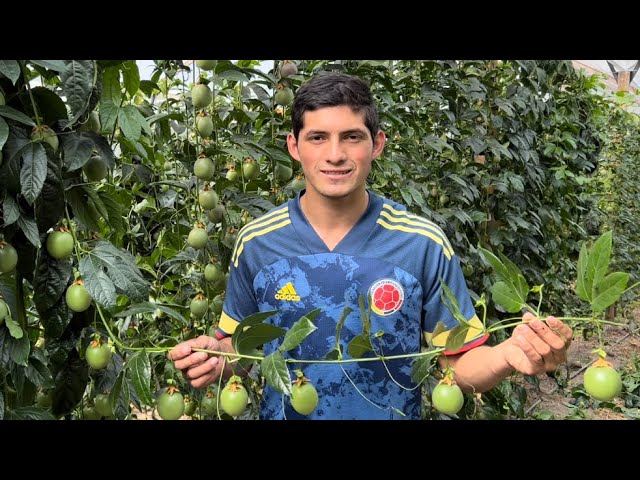 planta de fruta de la pasion