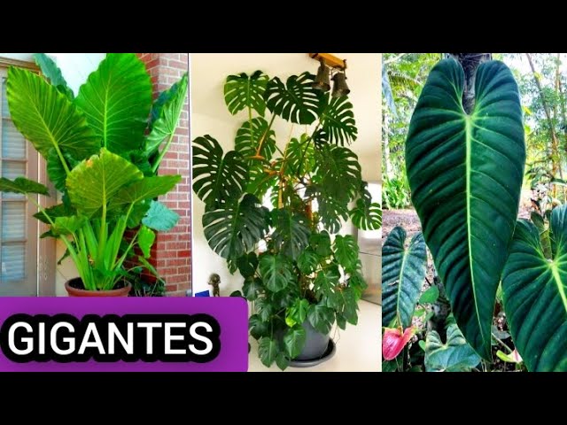 plantas de hojas verdes de interior