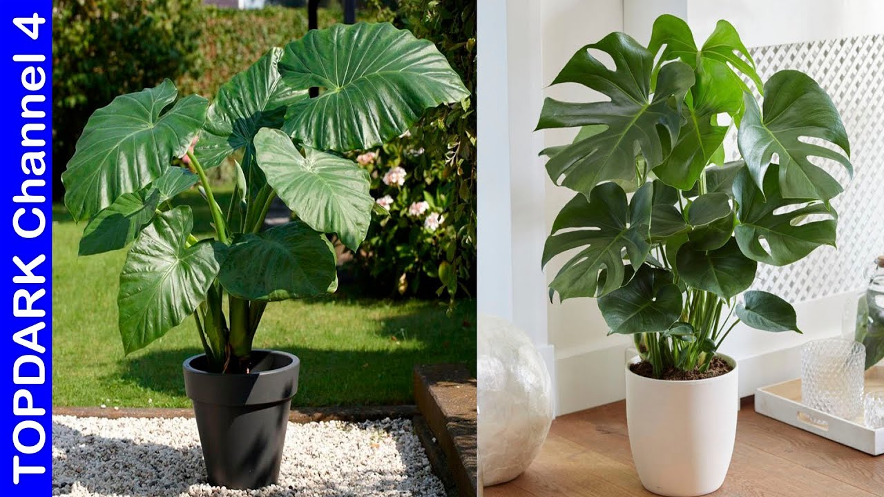 plantas de interior con hoja grande