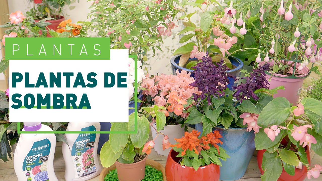 plantas de sombra exterior con flor
