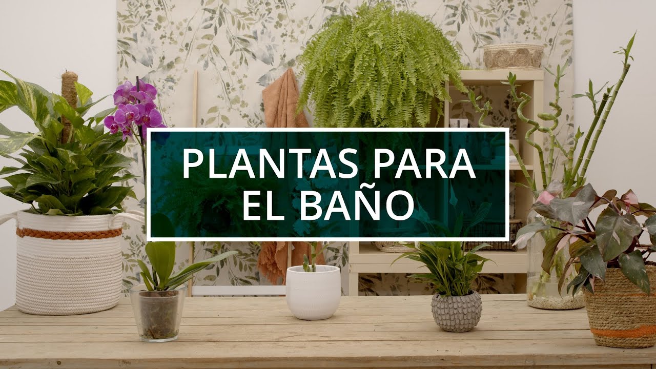 plantas para el baño que absorben humedad