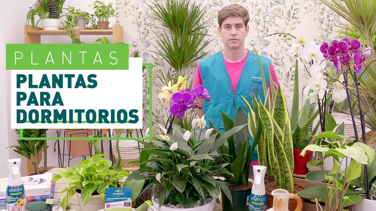 plantas para el dormitorio feng shui
