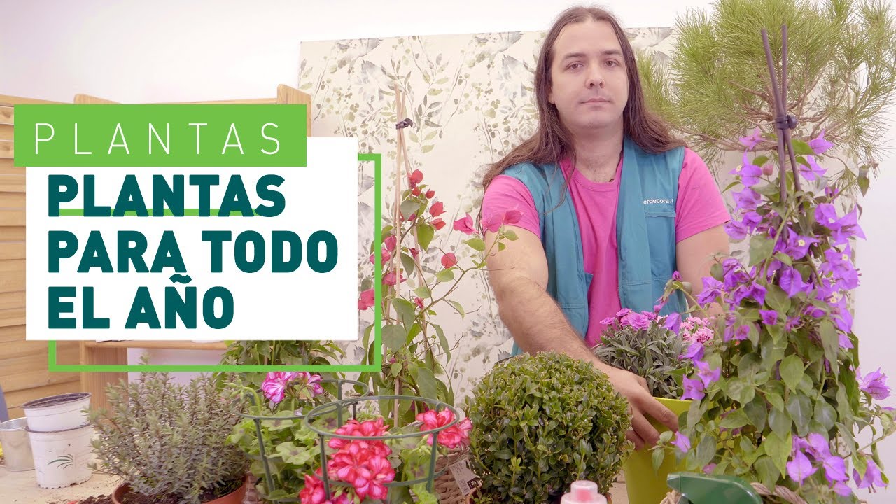 plantas que duran todo el año exterior