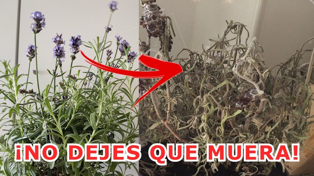 porque se seca la lavanda en maceta