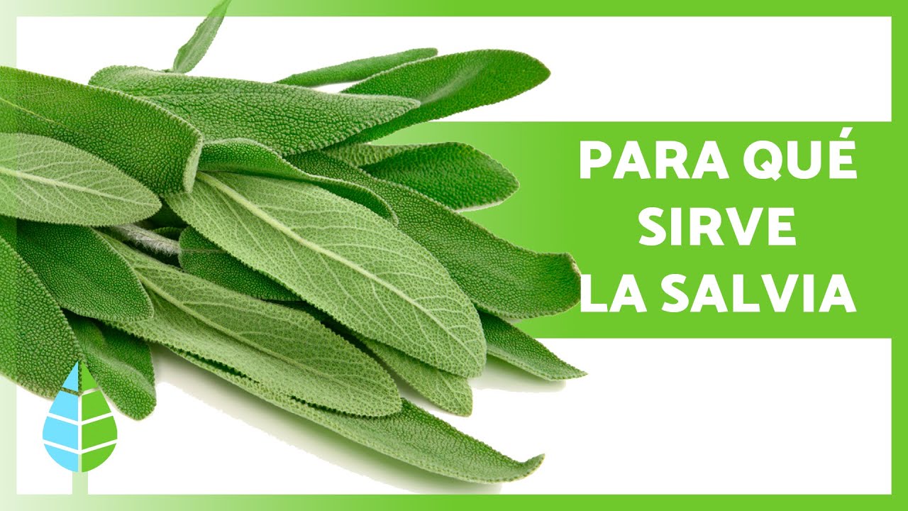 propiedades de la salvia en infusión