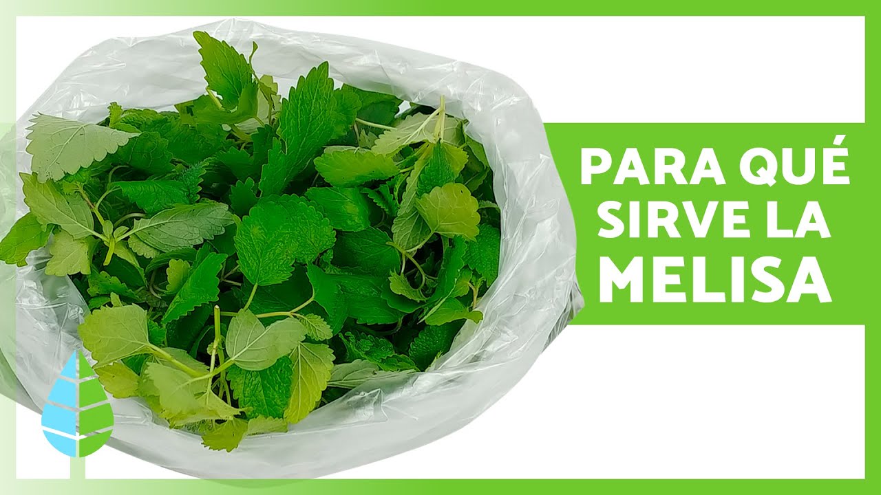 propiedades hibisco melisa y te blanco