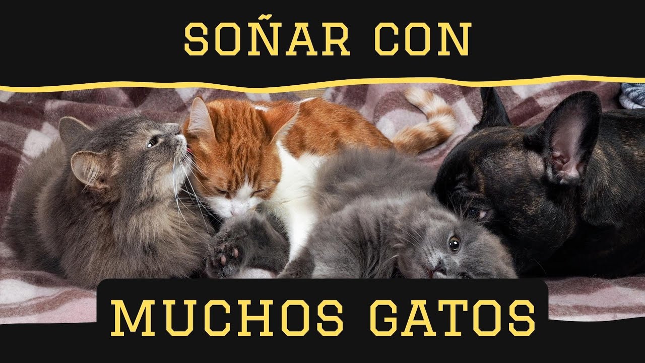 que significa soñar con muchos gatitos