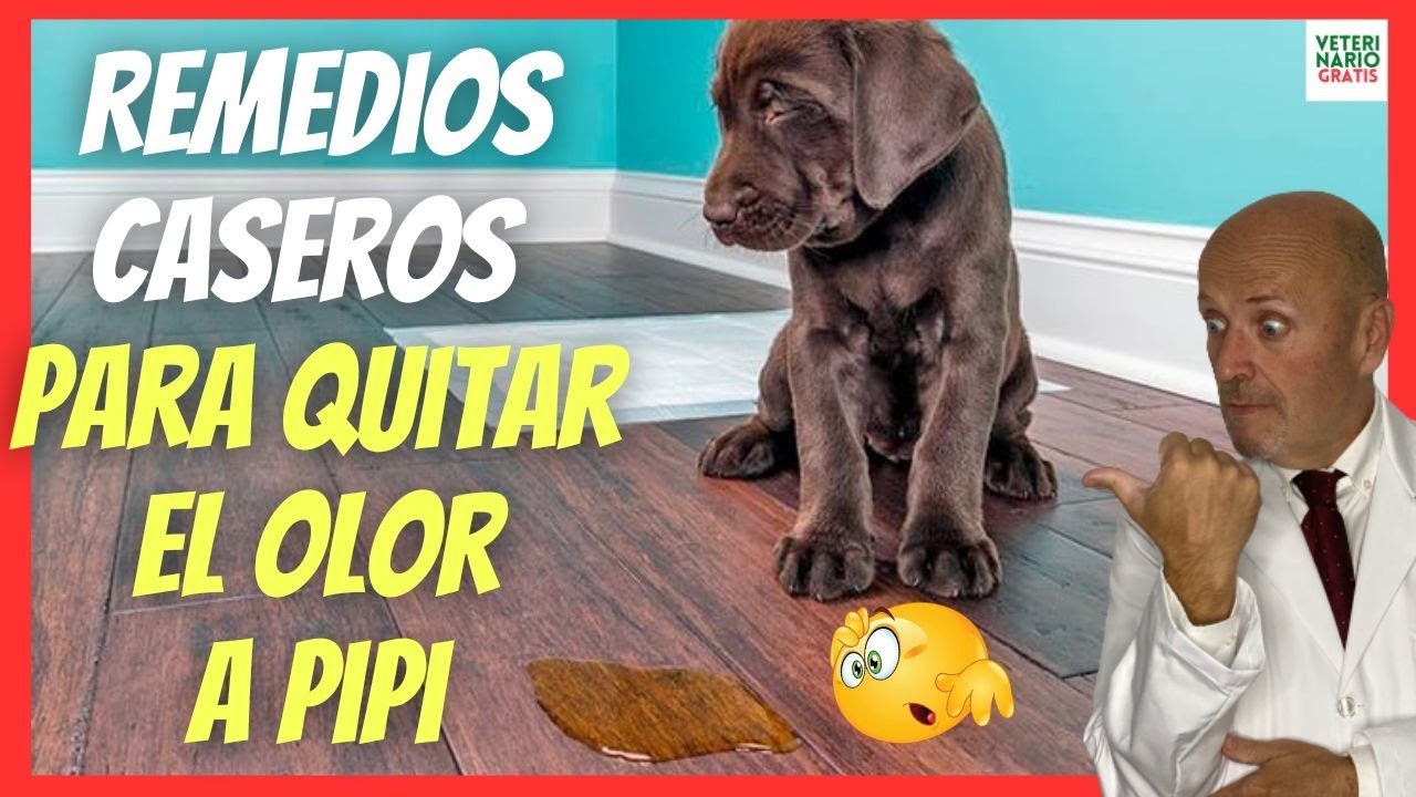 remedio casero para eliminar olor orina perro