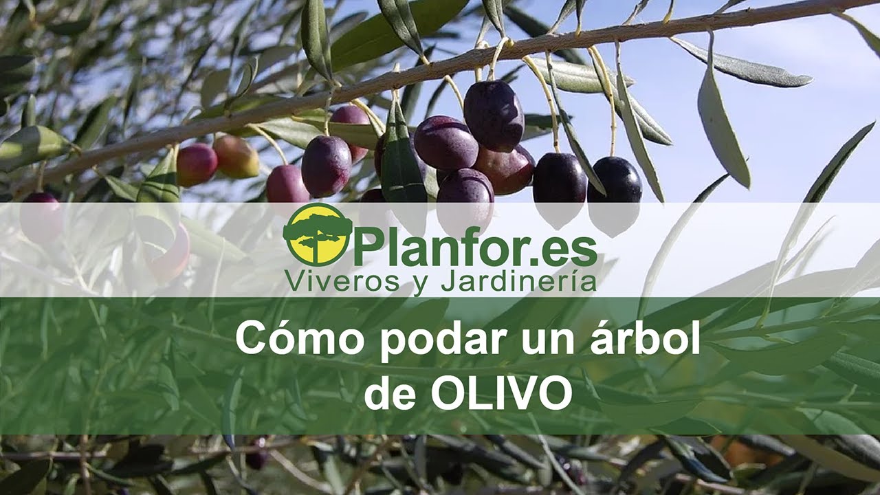 se puede podar un olivo en verano