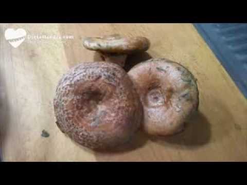 se pueden congelar los niscalos crudos