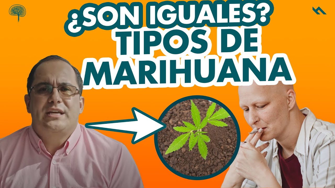 tipos de marihuanas nombres y efectos