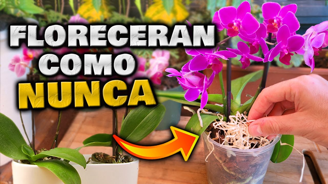 truco para que las orquídeas florecen todo el año