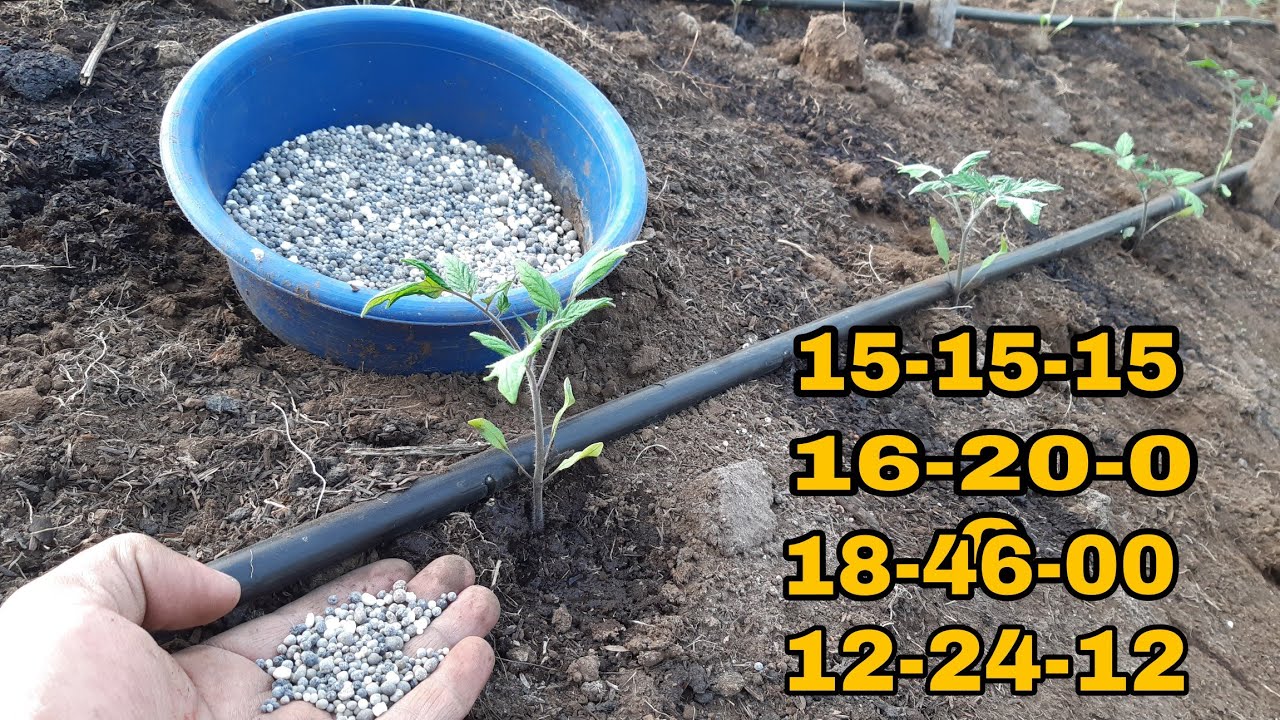 abono 15 15 15 para tomates