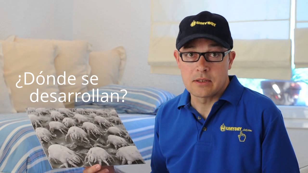 ácaros de la humedad como eliminarlos