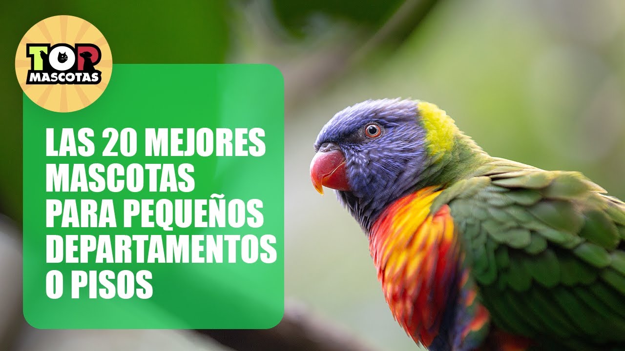 animales pequeños para tener en casa