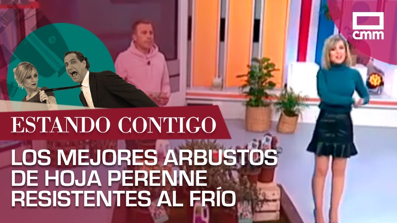 arbustos de hoja perenne resistentes al frío y calor