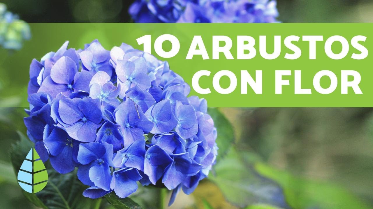 arbustos de jardín y sus nombres