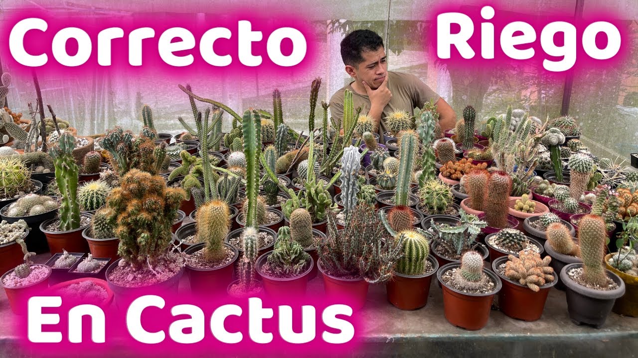 cada cuanto hay que regar un cactus