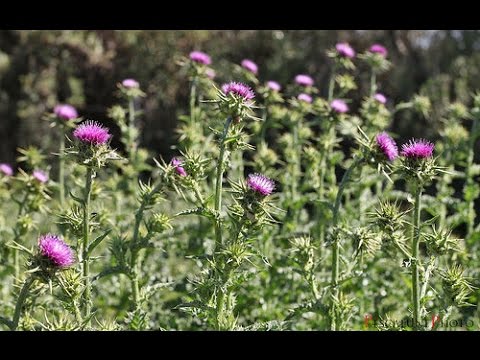 cardo mariano y diente de leon