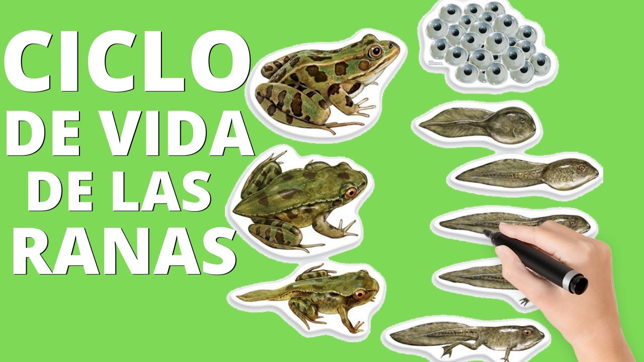 ciclo de vida de la rana