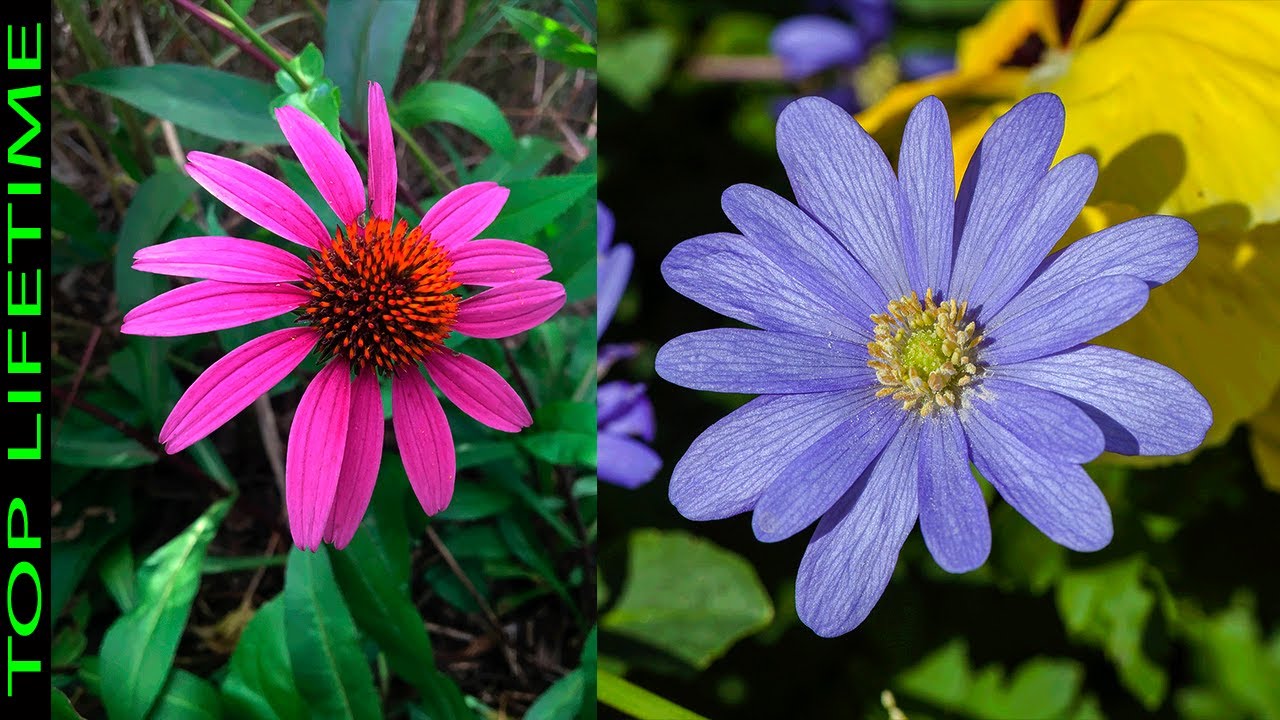 clases de flores parecidas a las margaritas