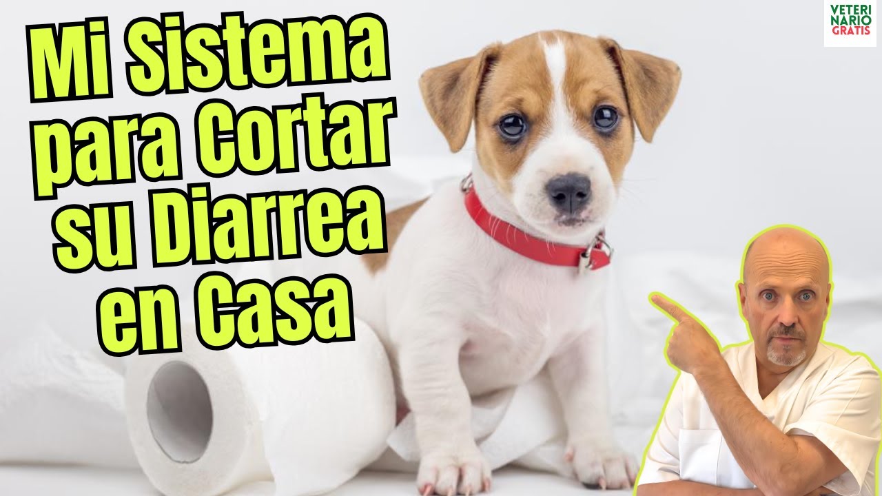 cómo cortar la diarrea a un perro