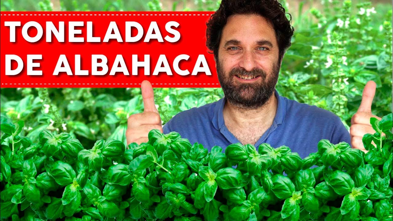 como cuidar una planta de albahaca
