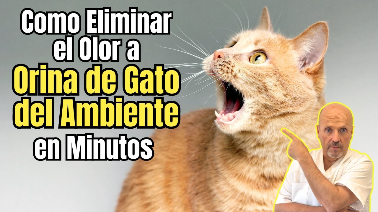 como eliminar el olor a orina de gato del ambiente