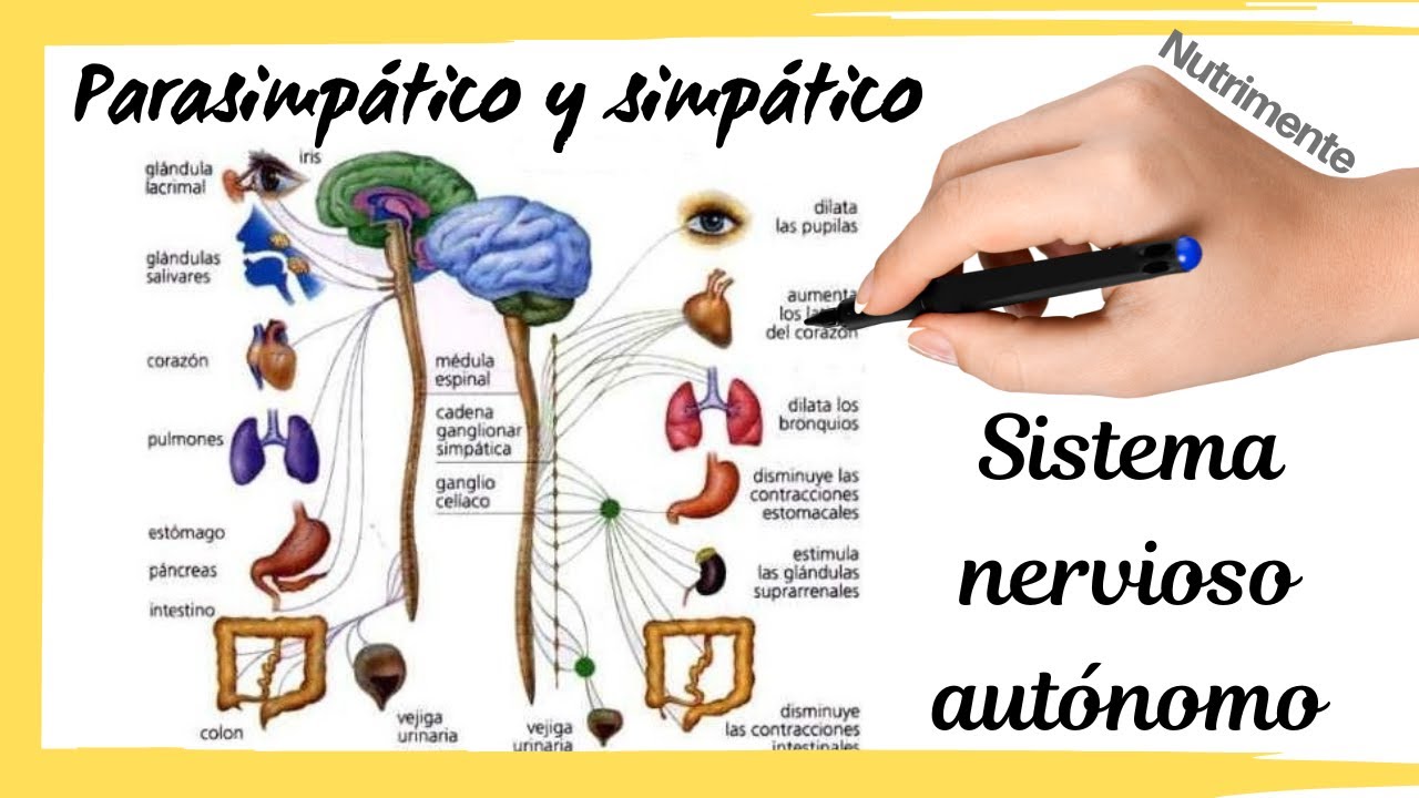 como equilibrar el sistema nervioso simpático y parasimpático