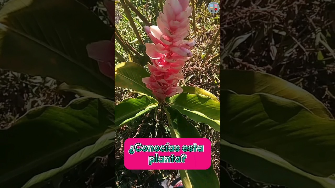 como se llama la flor hawaiana