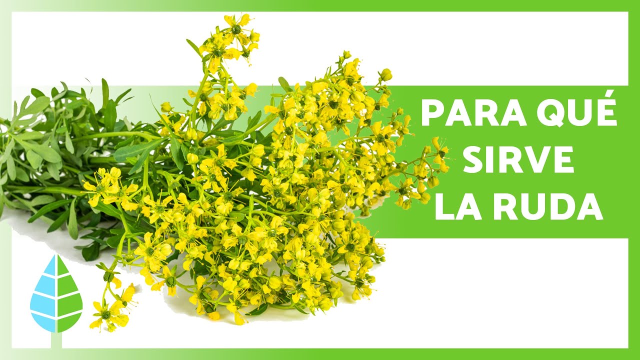 como se llama la ruda en españa