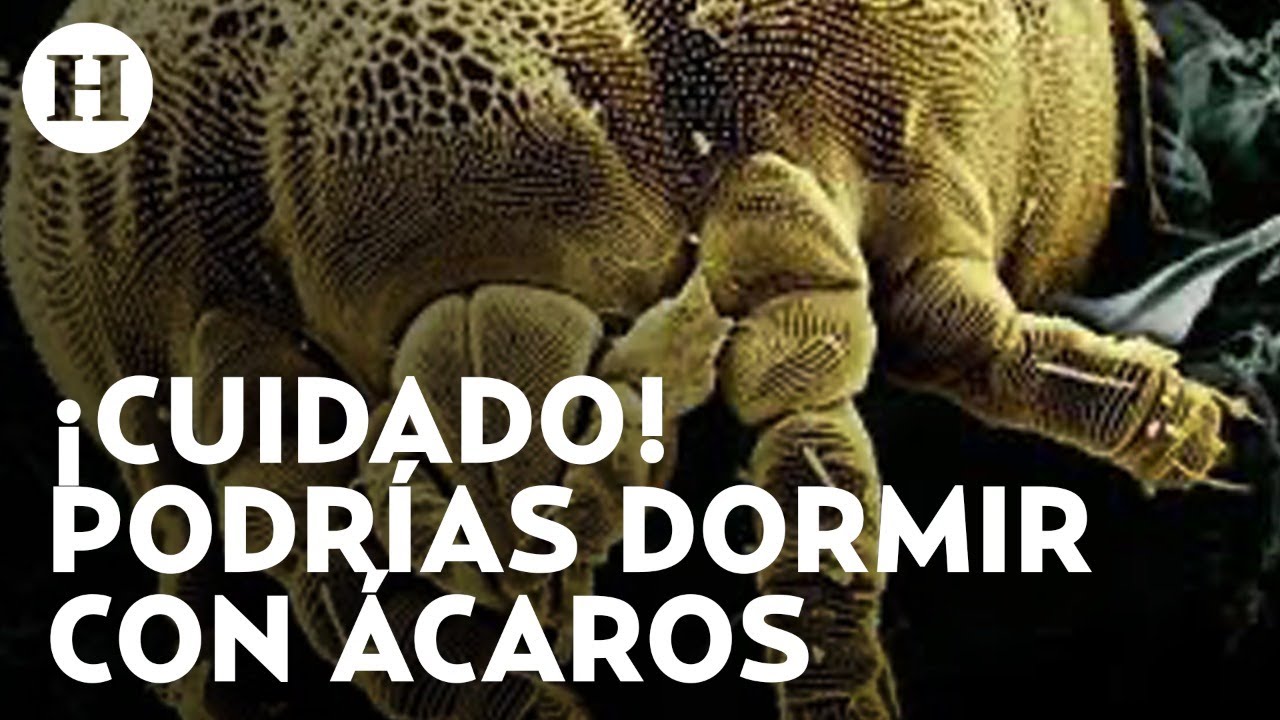 como se ven los acaros en la cama