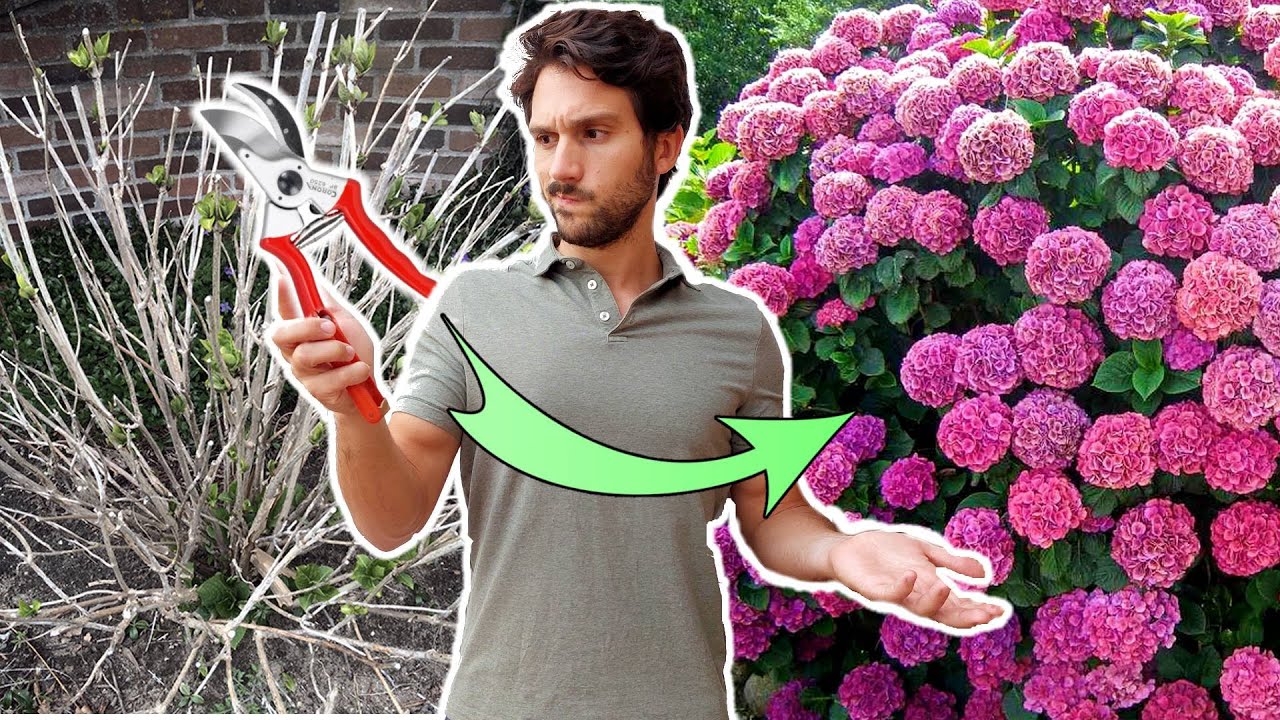 como y cuando se podan las hortensias