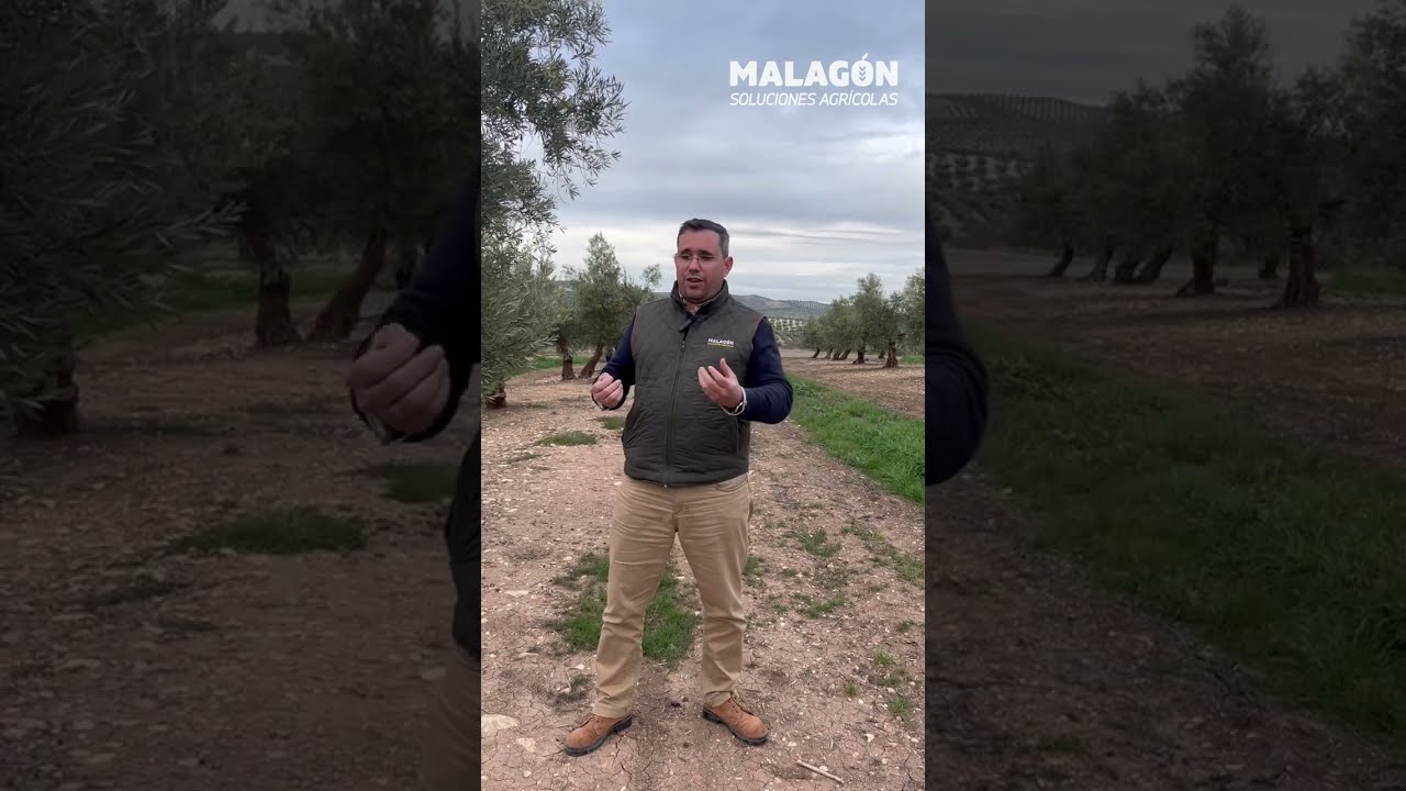 cuál es el mejor abono para el olivo