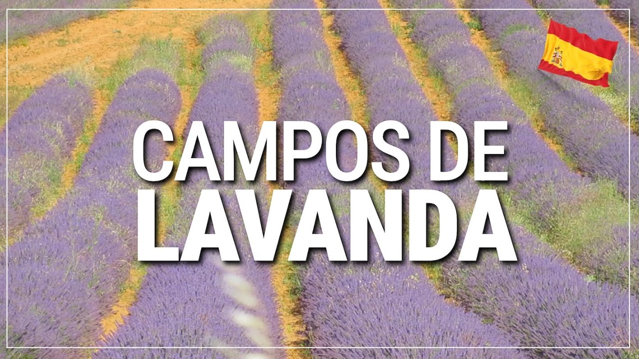 cuando florece la lavanda en españa