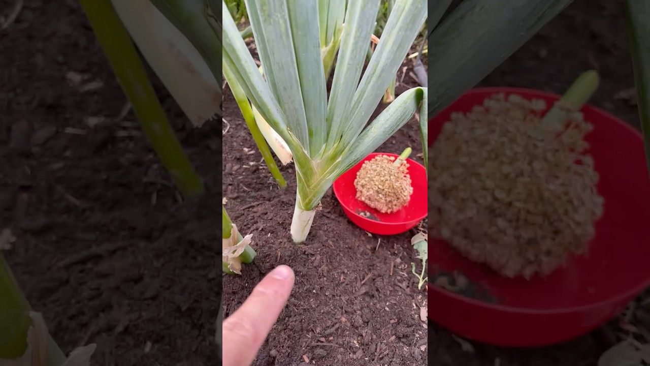 cuando se plantan las cebollas rojas