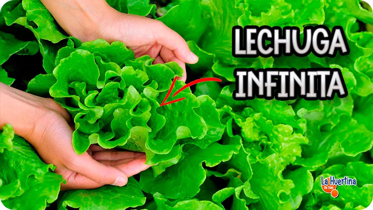 cuanto tarda en crecer una lechuga