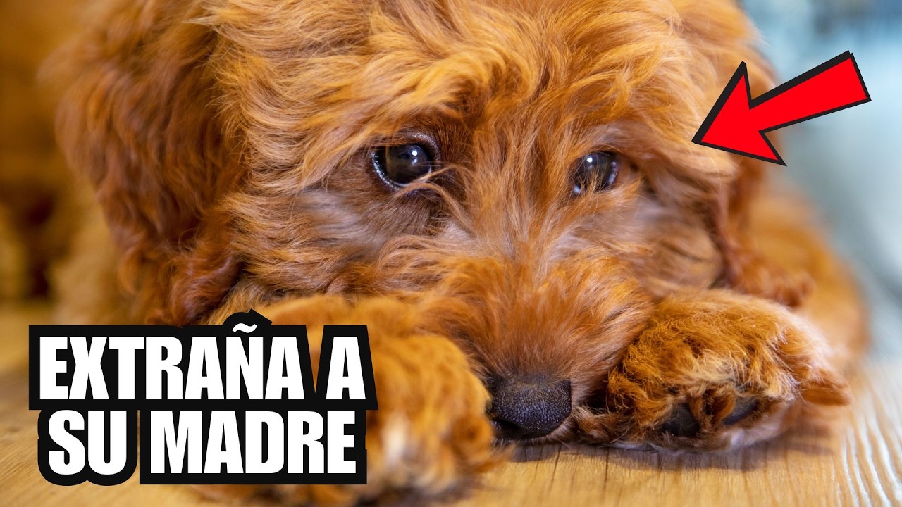 cuanto tarda un perro en olvidar a su madre
