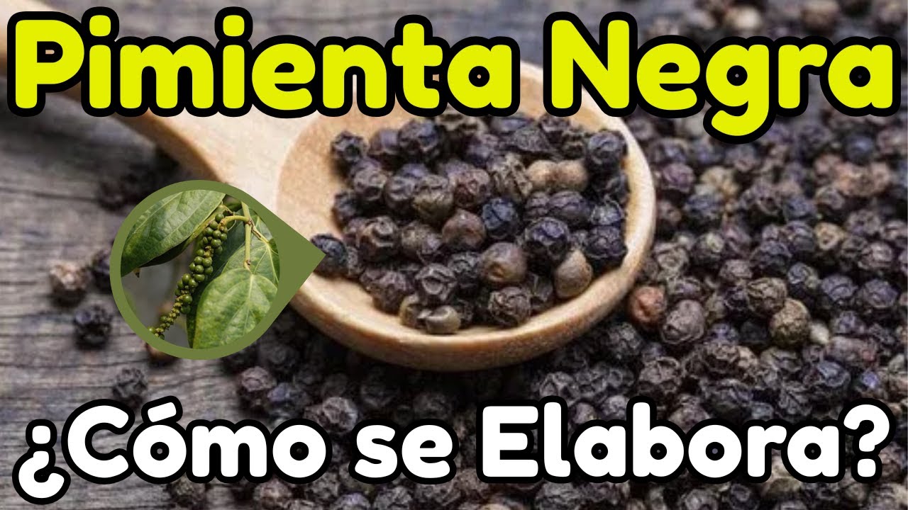 de donde sale la pimienta negra