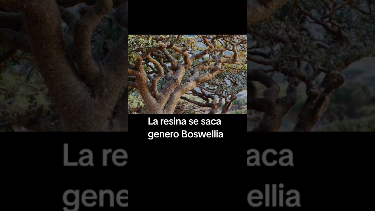 de donde se saca el incienso