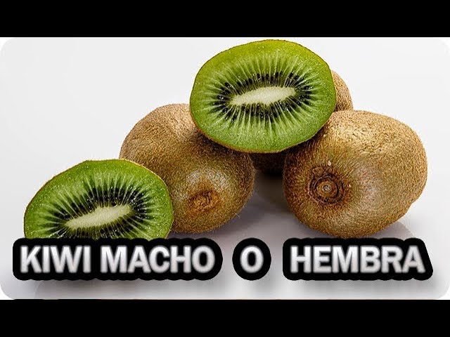 distancia entre kiwi macho y hembra