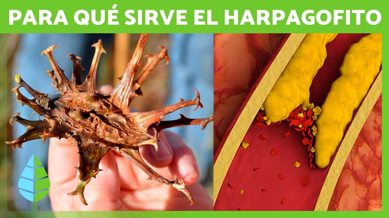 el harpagofito sube la tension arterial