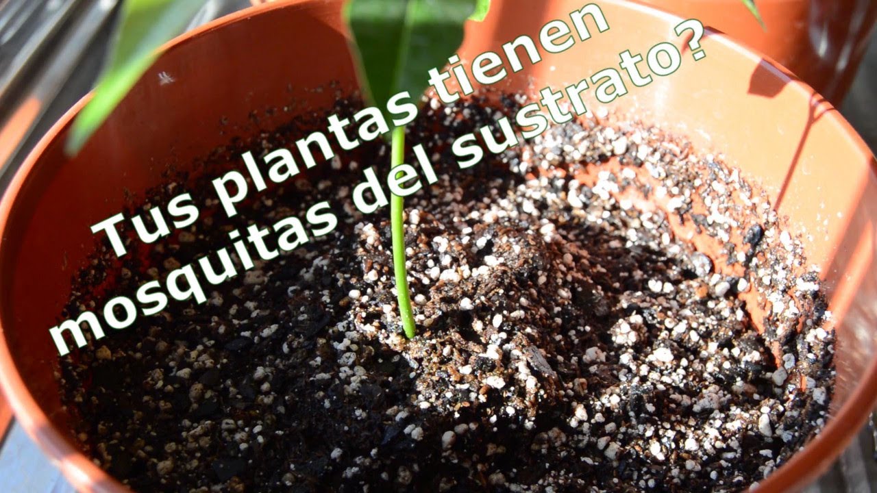 eliminar mosquitos de la tierra de las plantas