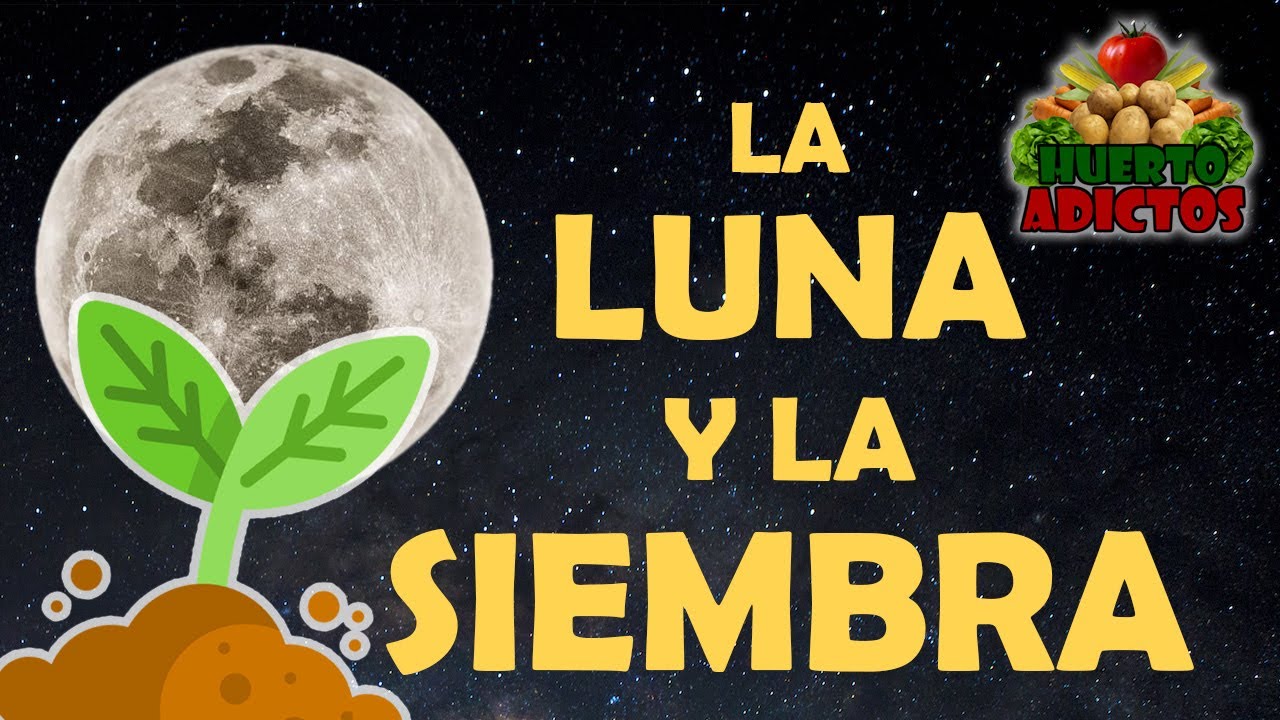 en que luna se siembran las judías verdes