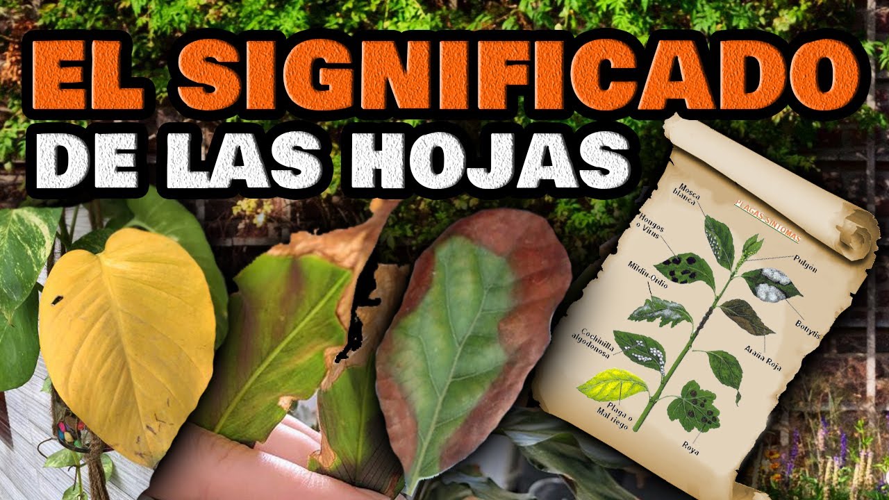 enfermedades del ficus de hoja grande