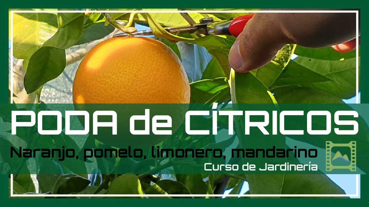 epoca de poda de naranjos y limoneros