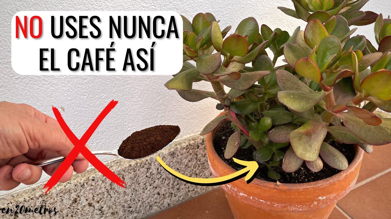 es bueno el cafe para las plantas